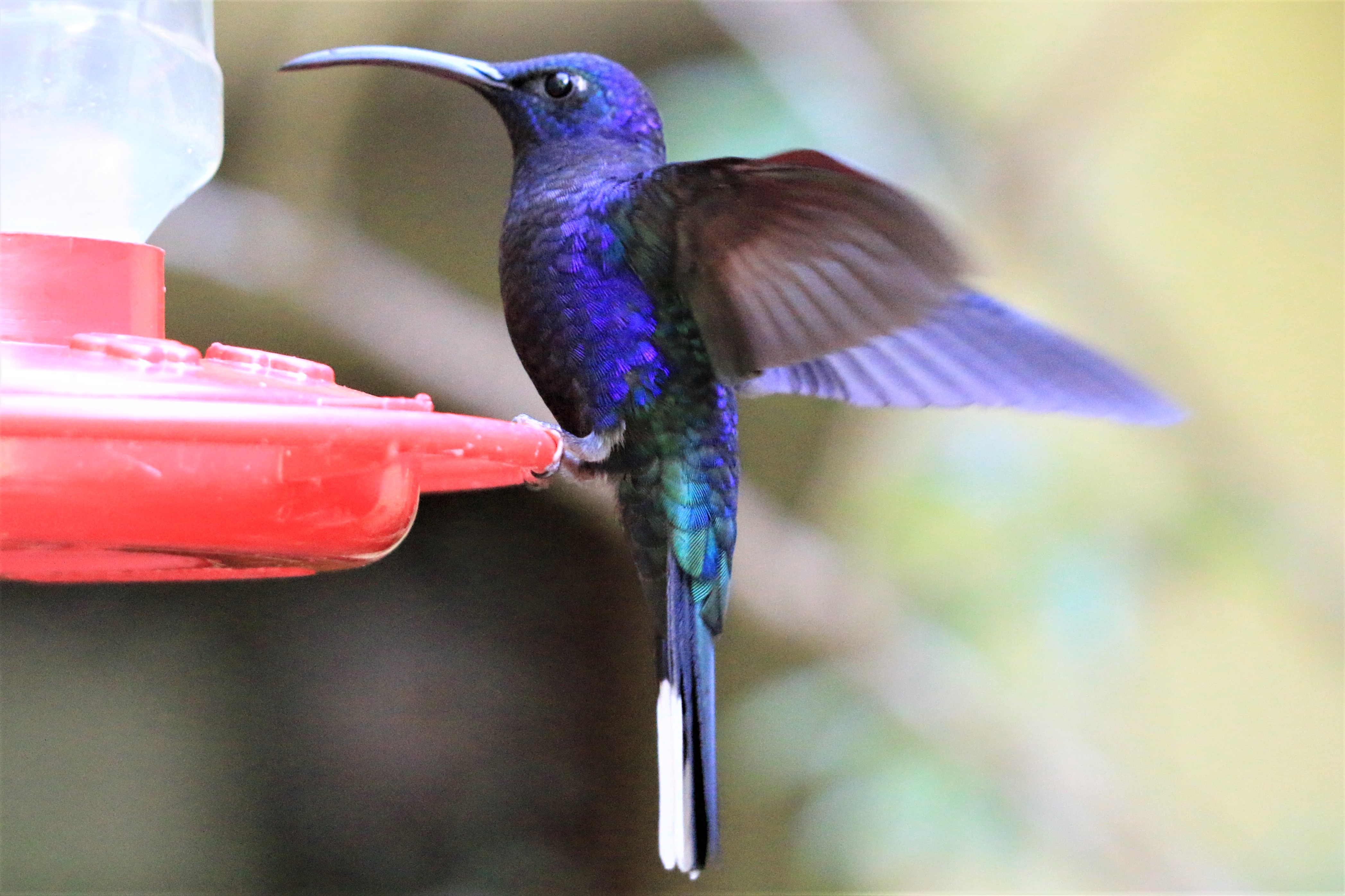 Costa Rica
